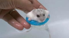 Můžete plavat křečci